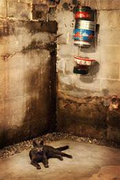 a cat laying in a wet, leaky basement in Casper, WY